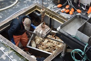 Fresh Caught Dungeness Crab