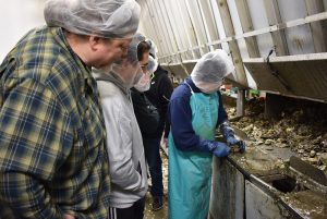 Shucking Oysters